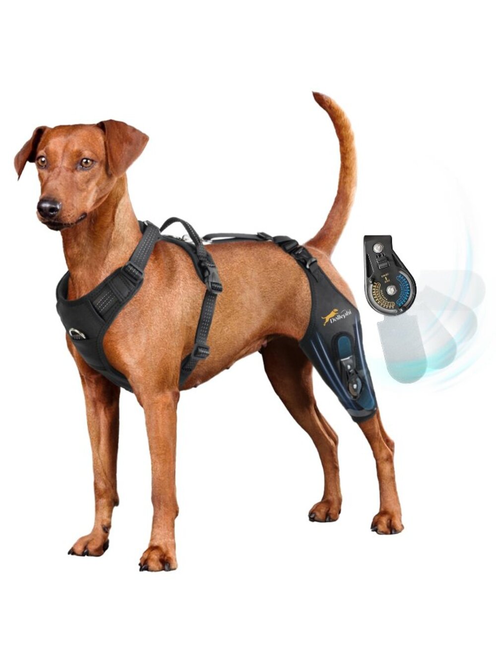 Dollephi Dog Knee Brace for Torn ACL Hind Leg - XL